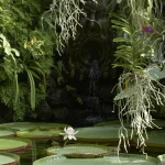 Fontaine avec Sculpture et Nénuphars dans un Jardin Tropical
