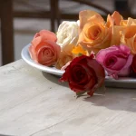 Plateau de roses variées sur une table en bois
