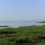 Paysage Marin avec Herbes Vertes et Ciel Bleu