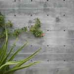 Mur en béton avec plantes grimpantes et succulentes