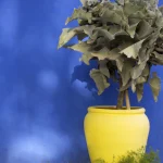 Plante en pot jaune devant un mur bleu