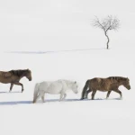 Trois chevaux marchant dans la neige