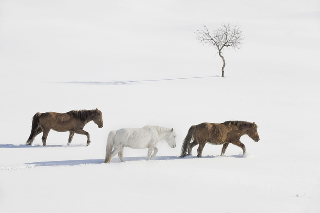 AKG5433431.webp Trois chevaux marchant dans la neige – Image 1