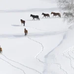 Horses Walking in Snowy Landscape
