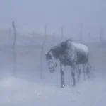 Cheval dans une tempête de neige