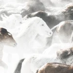 Chevaux galopant dans la neige