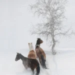 Trois chevaux sous la neige près d'un arbre