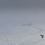 Cheval solitaire dans un paysage enneigé