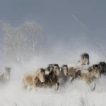 Cavalcade de chevaux dans la neige