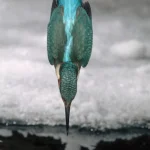 Martin-pêcheur plongeant pour capturer sa proie