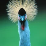 Grue couronnée à plumes dorées en Afrique