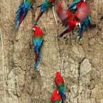 Aras rouges sur une falaise