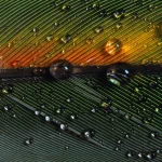 Gouttelettes d'eau sur une plume colorée