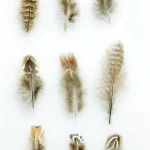 Collection de Plumes Diverses sur Fond Blanc