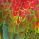 Plumage de perroquet coloré en gros plan