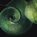 Gros plan sur des spirales vertes