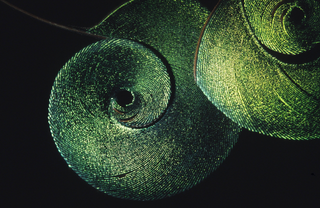 AKG5544085.webp Gros plan sur des spirales vertes – Image 1