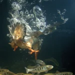 Plongeon d'un oiseau pour attraper des poissons