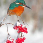 Martin-pêcheur sur une branche enneigée avec baies rouges