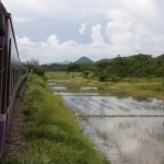 Train passant à côté de rizières
