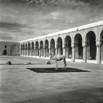 Camel dans une cour monumentale