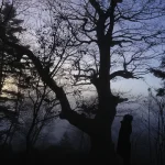 Silhouette d'un homme sous un arbre au crépuscule dans une forêt brumeuse