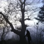 Silhouette d'une personne devant un arbre dans la forêt brumeuse au crépuscule