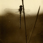 Libellule posée sur une tige de plante