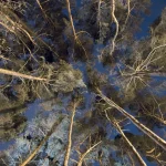Vue nocturne des cimes d’une forêt de pins