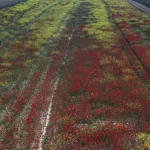 Vue aérienne d'un champ coloré de fleurs sauvages