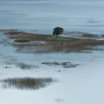 Île solitaire avec arbre dans un lac