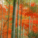 Forêt de bambous et feuillage d'automne