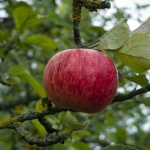 Pomme rouge sur branche avec mousse.