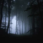 Forêt mystérieuse embrumée