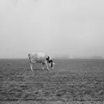 Vache paissant seule dans un champ brumeux