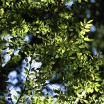 Feuillage Vert en Lumière du Soleil
