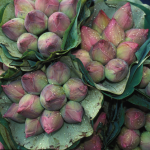 Bouquets de Bourgeons de Lotus Roses et Verts