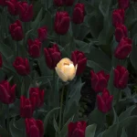 Tulipe jaune brillante parmi des tulipes rouges