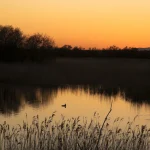Canard au crépuscule sur un lac