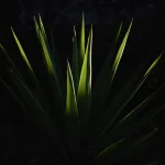 Feuilles illuminées par la lumière dans l'obscurité