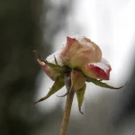 Bouton de rose sous la neige