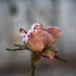 Rose Gelée Parée de Givre