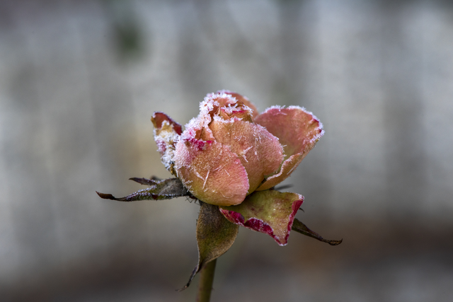 AKG7087932.webp Rose Gelée Parée de Givre – Image 1