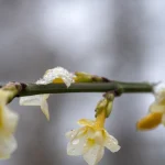 Fleur d'hiver avec gouttelettes de rosée