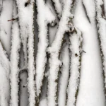 Branches Couvertes de Neige en Hiver