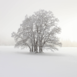Arbre enneigé dans un paysage hivernal