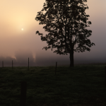 Lever du soleil dans un champ avec arbre en ombre chinoise
