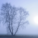 Arbre solitaire dans la brume du matin