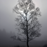 Arbre solitaire dans la brume matinale