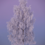 Arbre enneigé au lever du jour